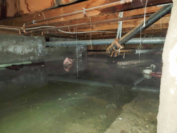 Best Basement water damage restoration  in White Hall, AR